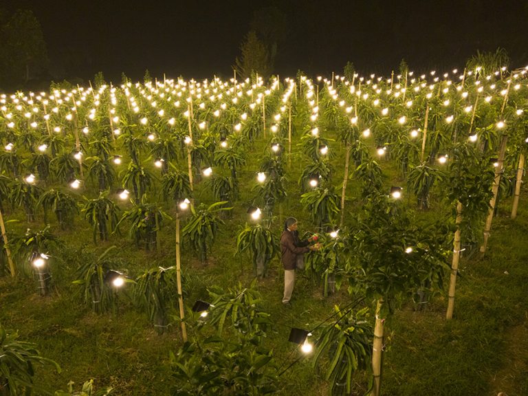Petani buah Nnga merasakan manfaat yang baik dengan pemasangan lampu pada tanaman. Kabar Pewarta/Kusuma W