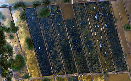 Lahan Tambak di Sebuah Desa Langkat Menjadi  Program Swasembada Garam Nasional