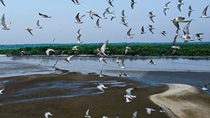 Migrasi burung ke pantai sejarah
